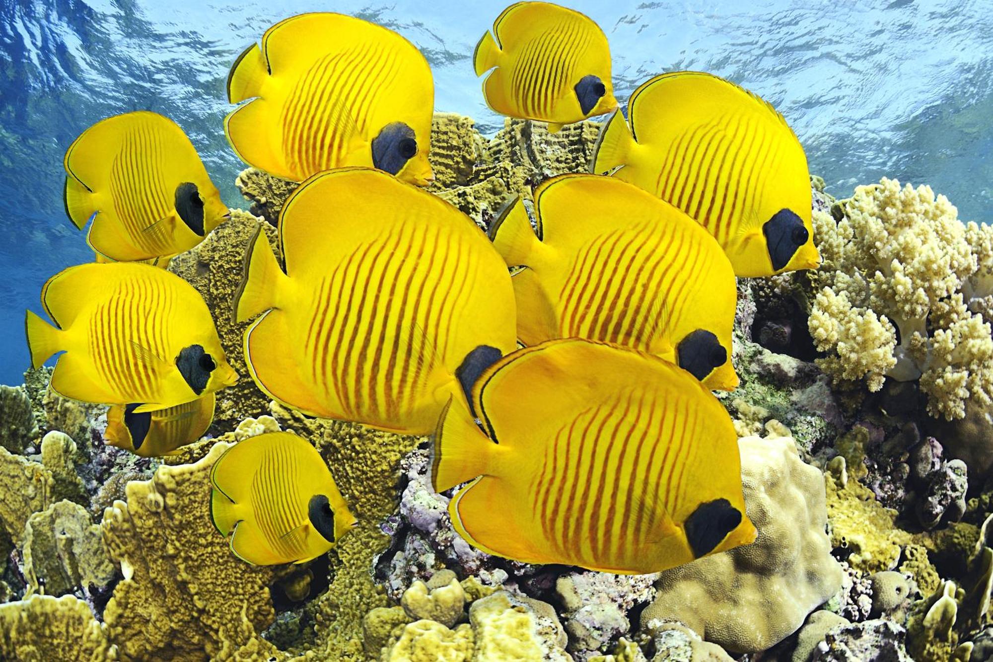 Roxon Red Sea Eilat - Adults Only Hotel Luaran gambar